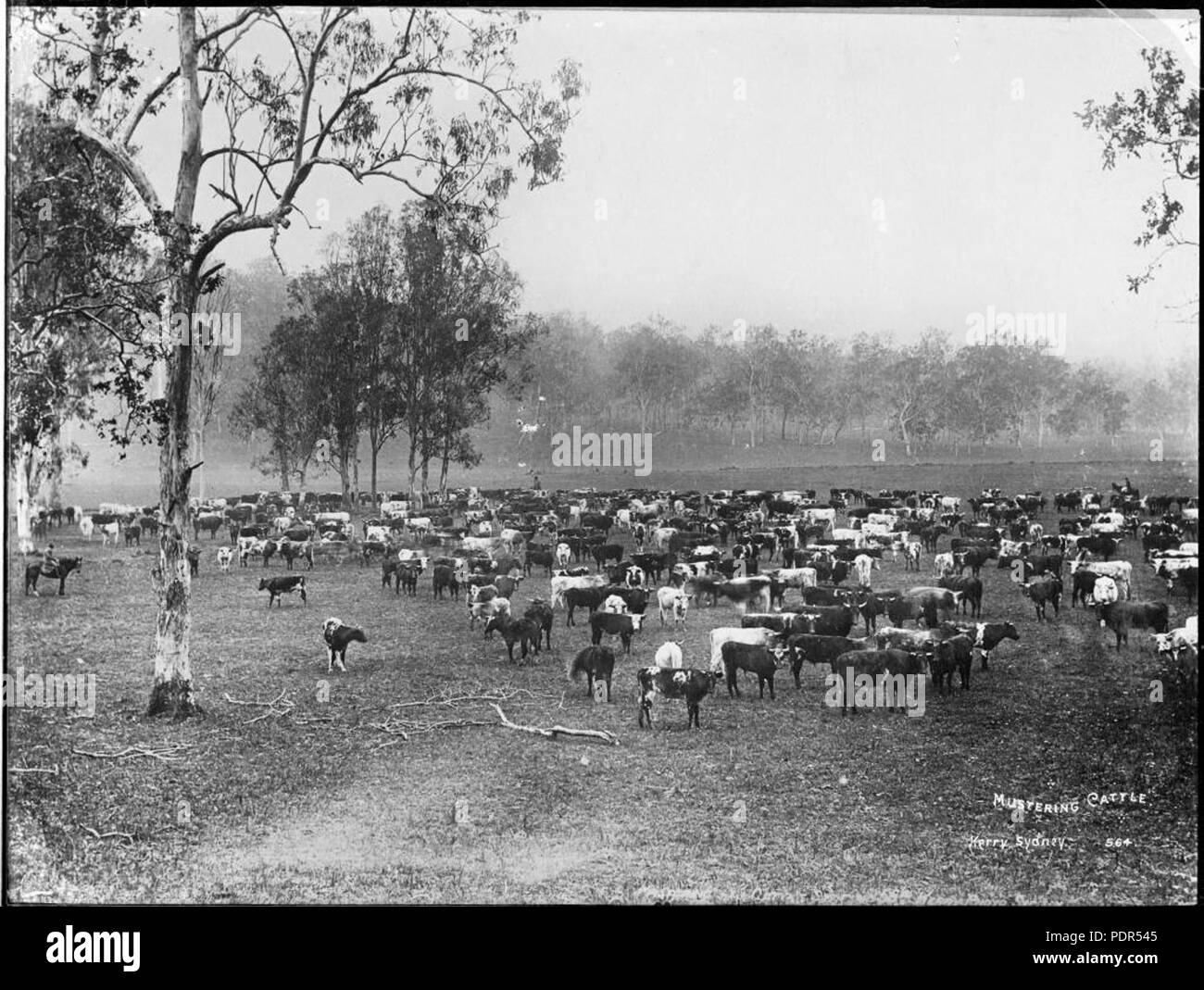 Mustering cattle Black and White Stock Photos & Images - Alamy