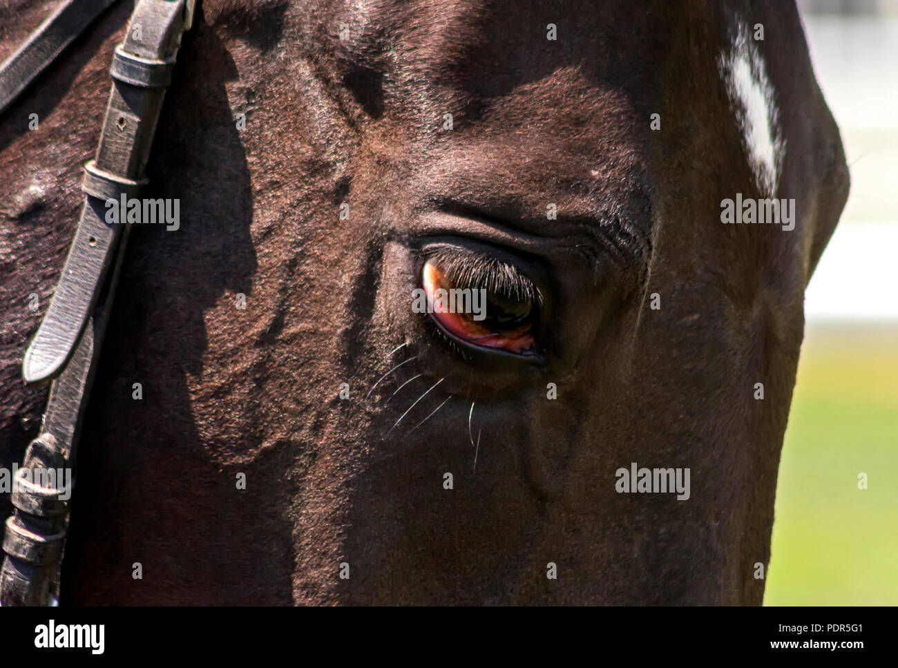 Closeup of brown horse eye after races Stock Photo Alamy