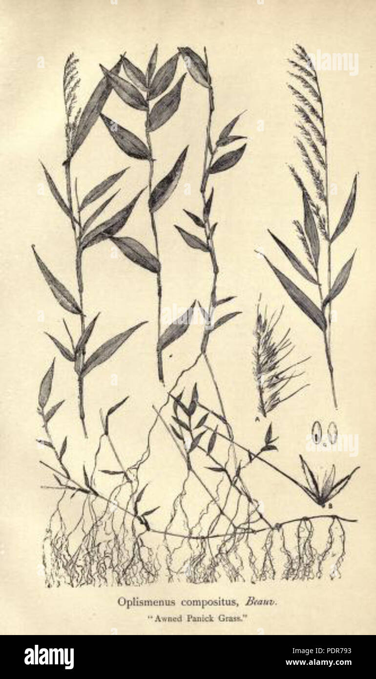76 Lamisan (Oplismenus compositus (L.) Beauv.) Stock Photo