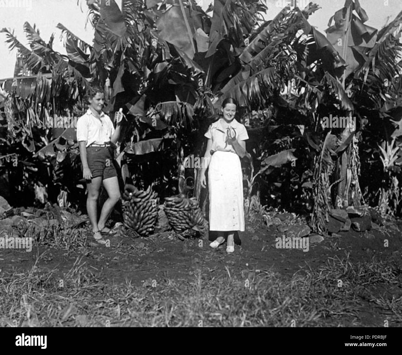 105 Queensland State Archives 2057 Banana Land Tweed Heads c 1934 Stock