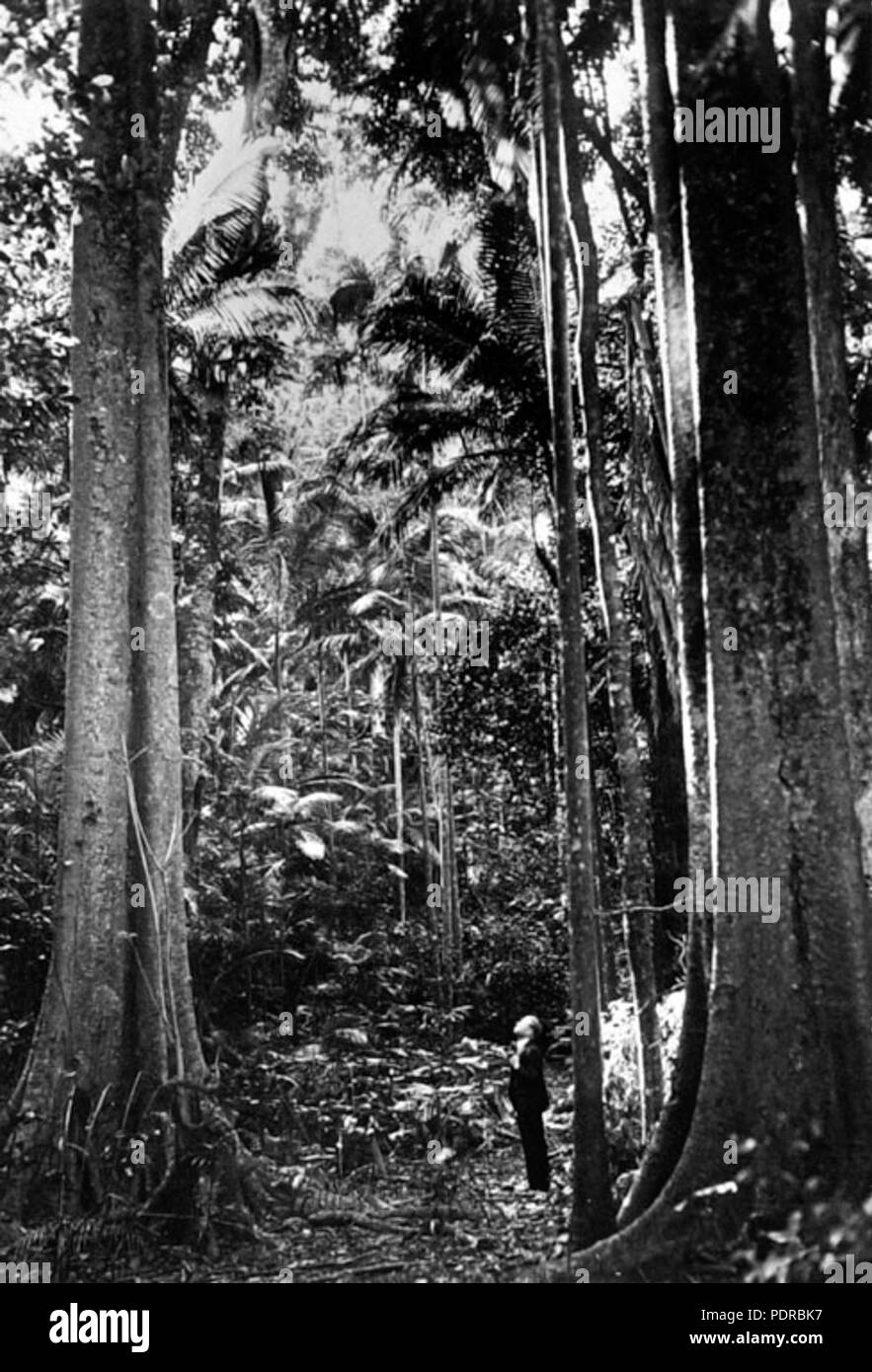 105 Queensland State Archives 2103 Palm Grove Tamborine Mountain c 1934