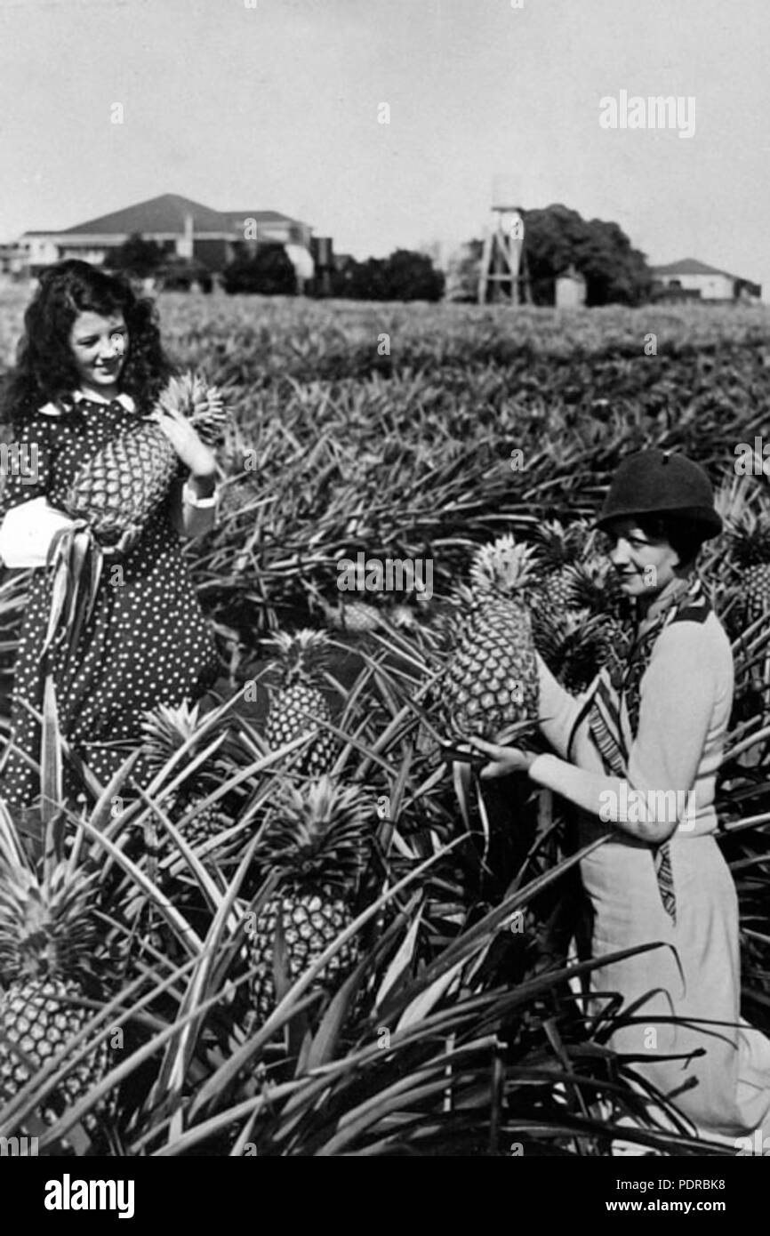 Victoria pineapple plantation Black and White Stock Photos & Images Alamy