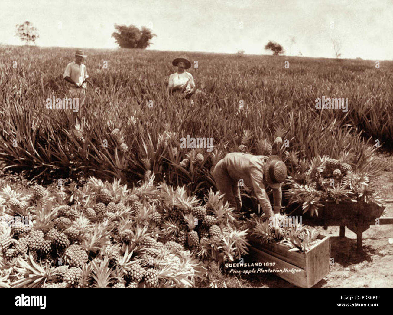 Pineapple plantation queensland hires stock photography and images Alamy