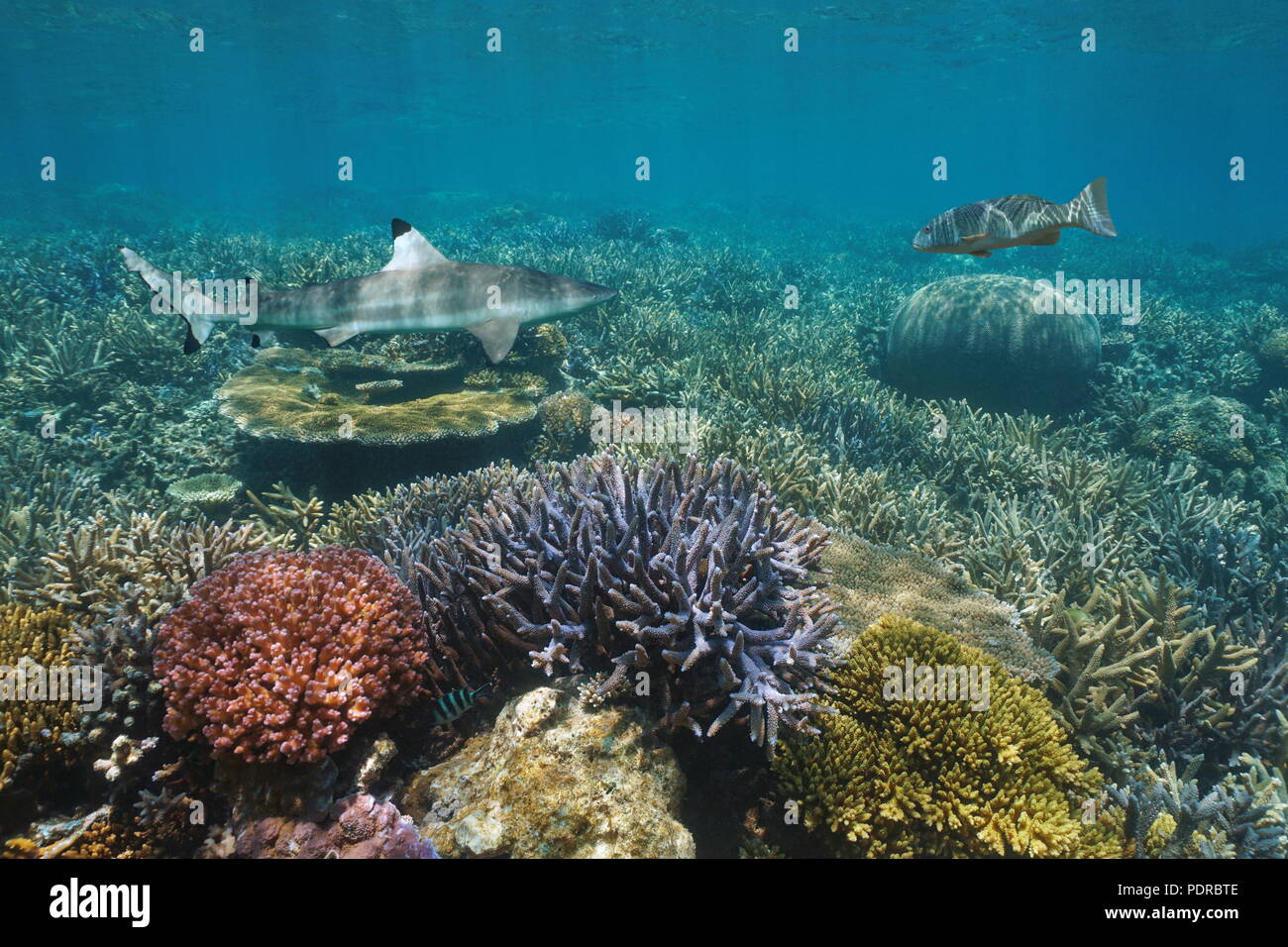 Colorful coral reef underwater with a blacktip reef shark and a coral trout grouper, Pacific ocean, New Caledonia, Oceania Stock Photo