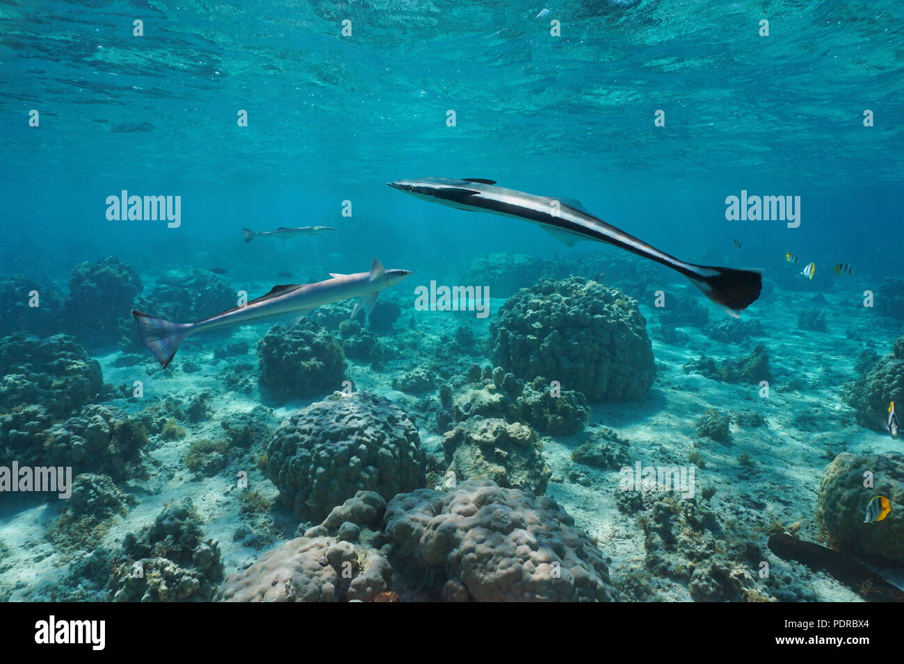 Remora fish live sharksucker, Echeneis naucrates, underwater with corals in the lagoon, Pacific ocean, French Polynesia Stock Photo