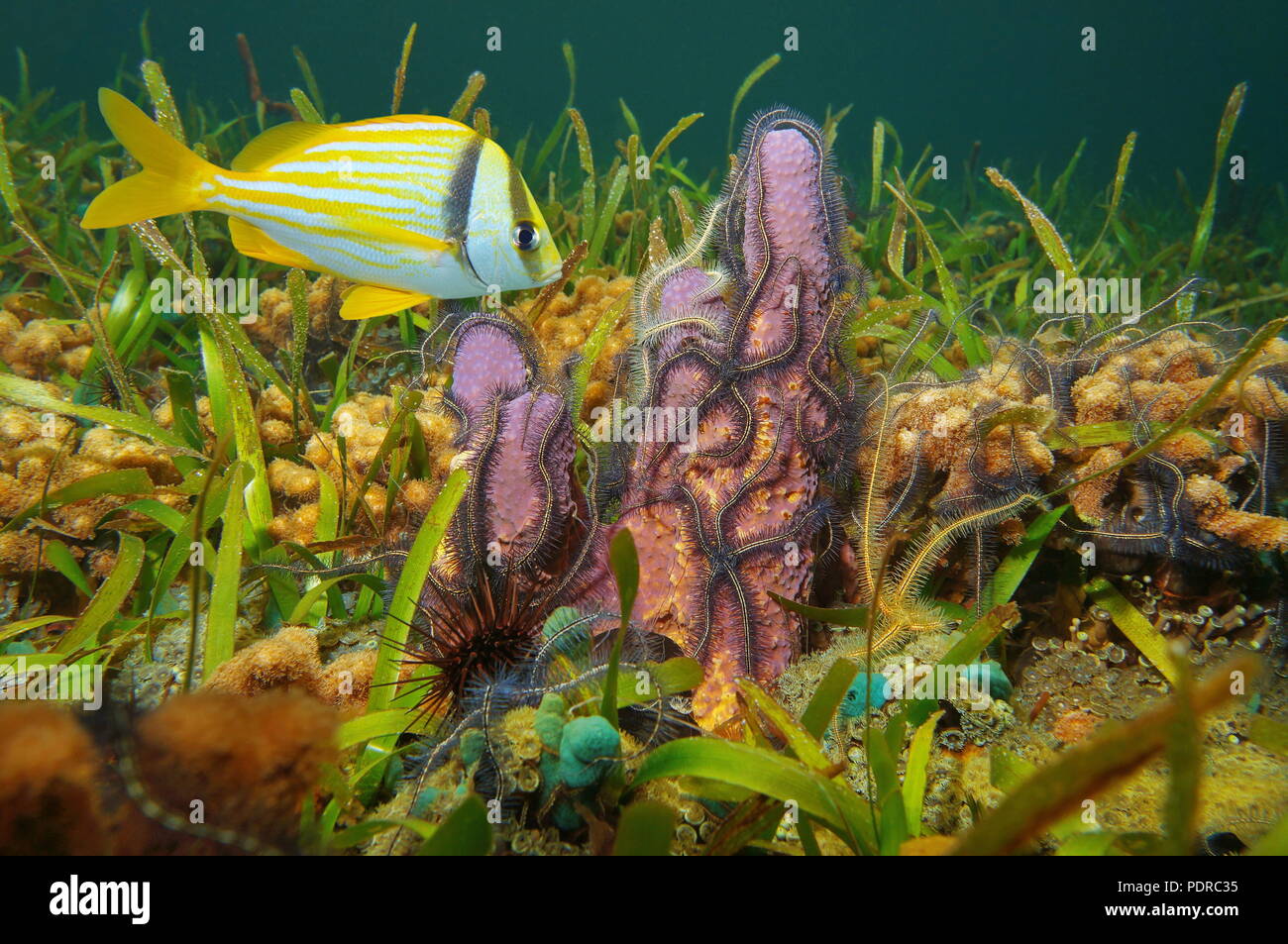 A branching tube sponge covered by brittle stars with a tropical fish (porkfish) underwater in the Caribbean sea, Panama, Central America Stock Photo