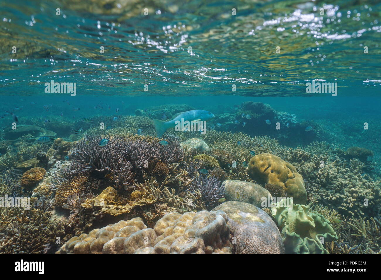 Underwater coral reef below water surface with a leopard coral grouper and sergeant major fish, Pacific ocean, New Caledonia, Oceania Stock Photo