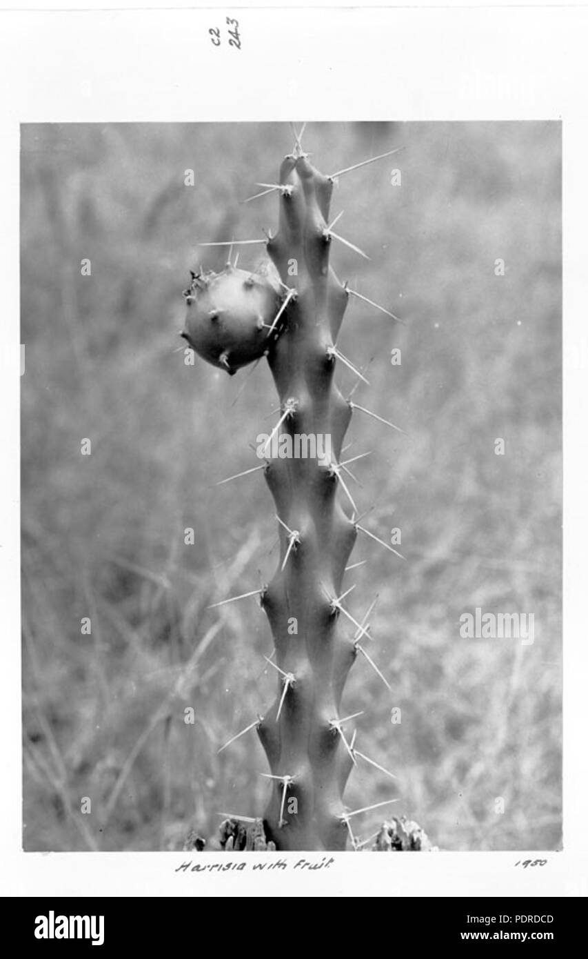 114 Queensland State Archives 4280 Harrisia cactus plant with fruit Gatton 1950 Stock Photo