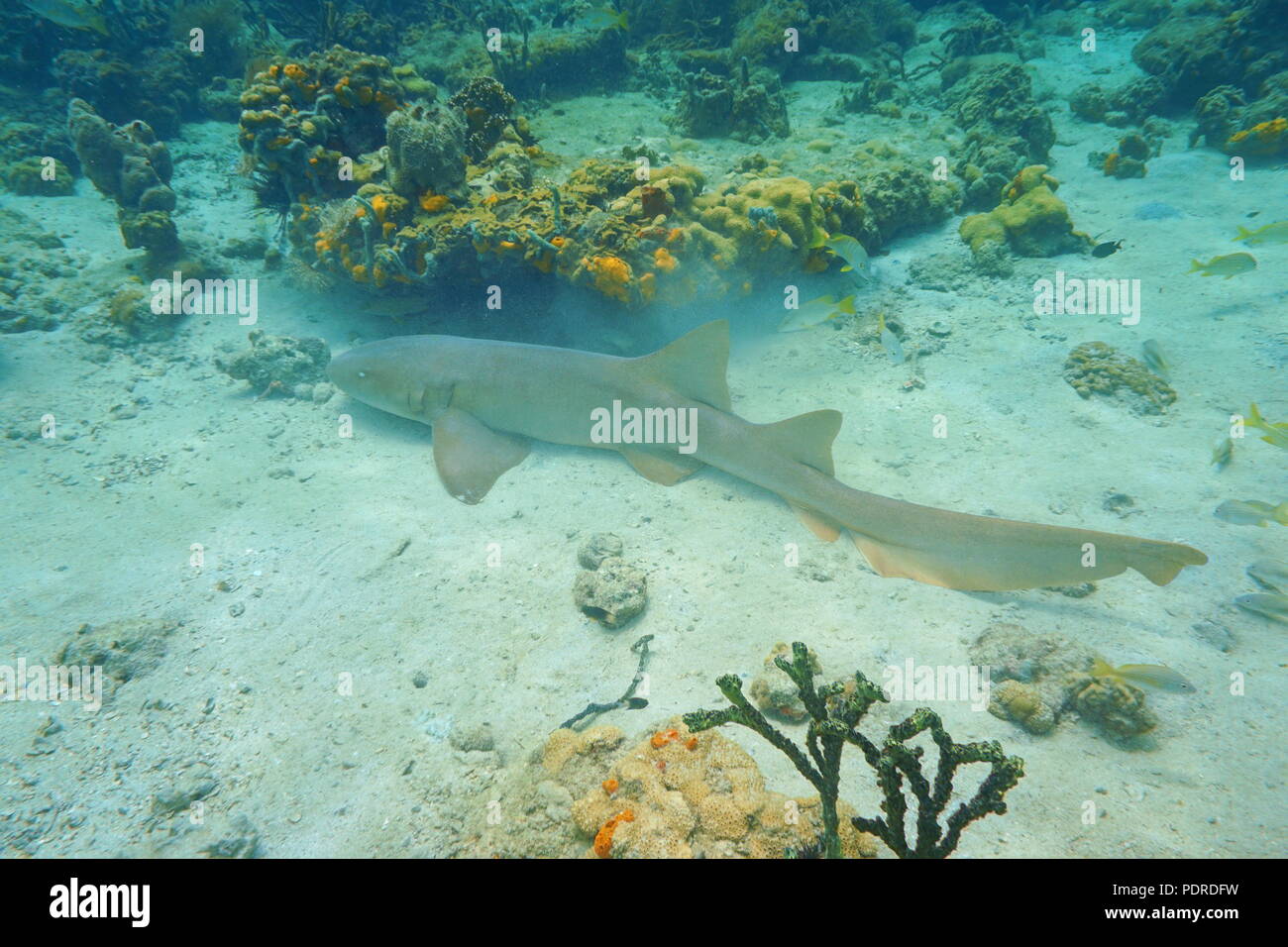 Nurse shark, Ginglymostoma cirratum, underwater on the seabed in the Caribbean sea, Mexico Stock Photo