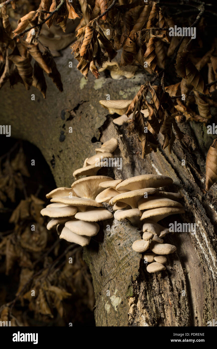 Oyster mushrooms, Pleurotus ostreatus, growing on a dead tree stump and starting to shrivel during the UK 2018 hot weather in the New Forest in Hampsh Stock Photo