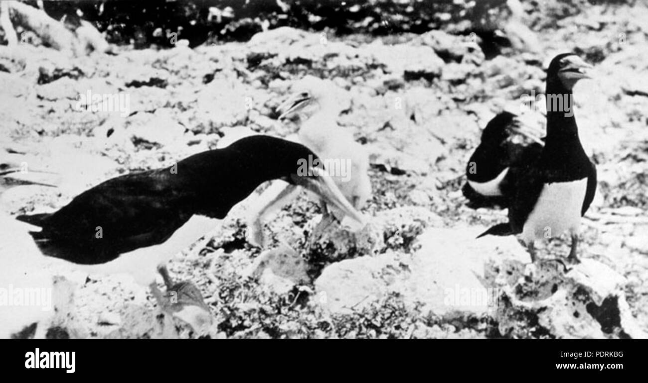 100 Queensland State Archives 1024 Gannets and Young on Lady Musgrave Island Bunker Group Great Barrier Reef c 1931 Stock Photo