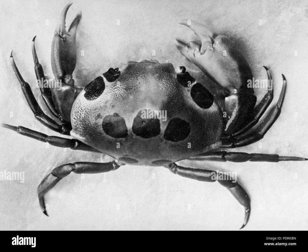 100 Queensland State Archives 1029 The Crab of the Gods Carpilius Maculatus c 1931 Stock Photo