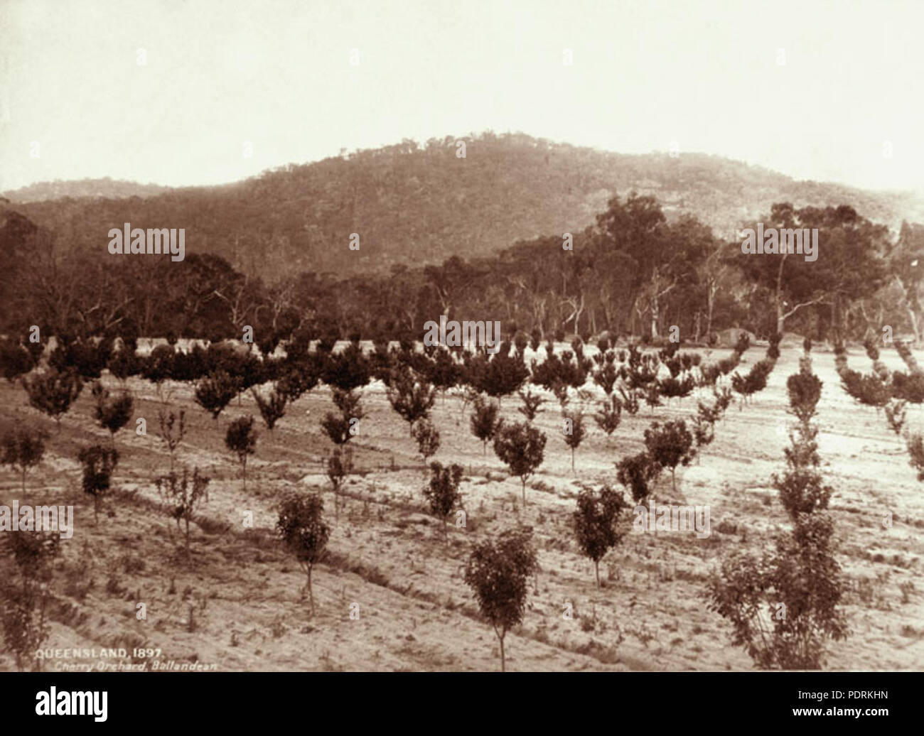 106 Queensland State Archives 2268 Cherry orchard Ballandean 1897 Stock Photo
