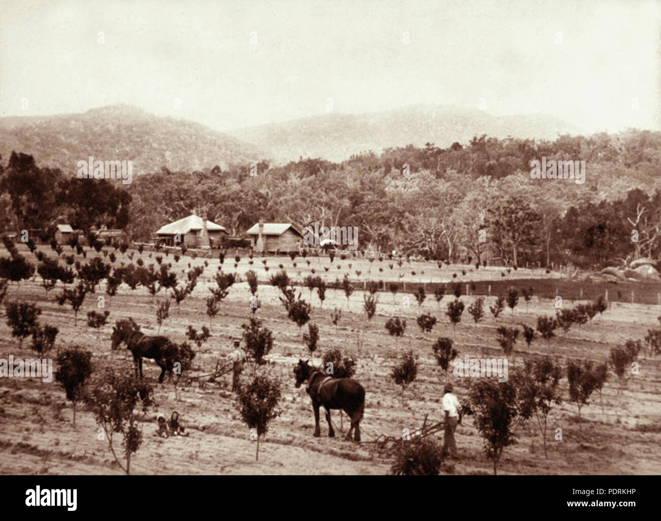 106 Queensland State Archives 2269 Cherry orchard with horsedrawn plough Accommodation Creek 1897 Stock Photo