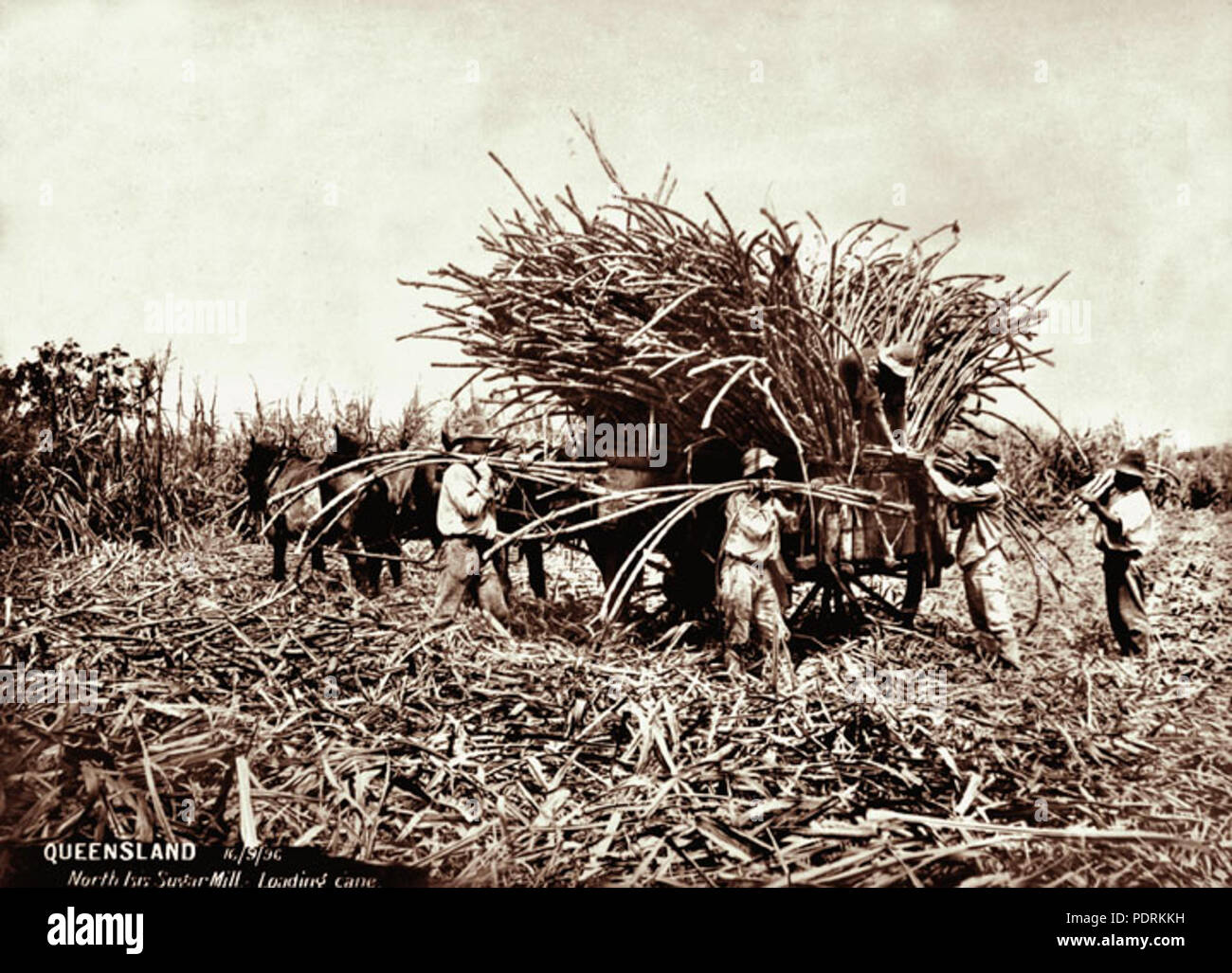 106 Queensland State Archives 2303 Loading cane in drays at North Isis