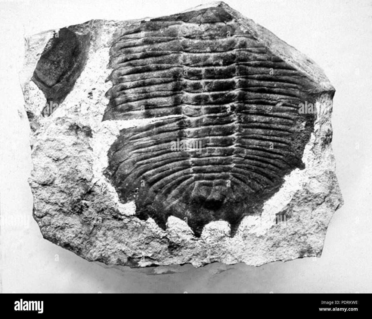 106 Queensland State Archives 2436 Trilobite fossil at the Queensland Museum Brisbane c 1927 Stock Photo