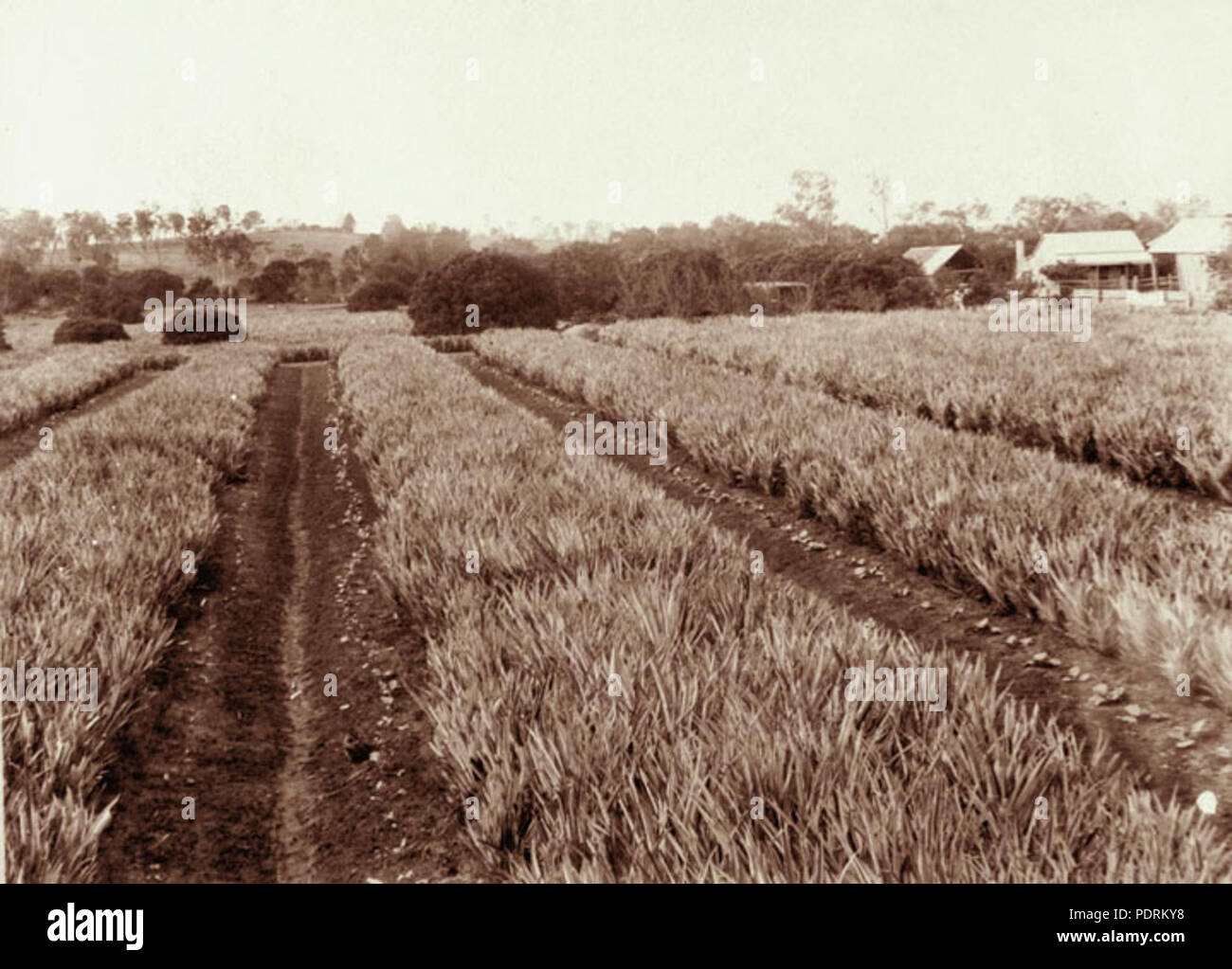 Pineapple plantation queensland hires stock photography and images Alamy