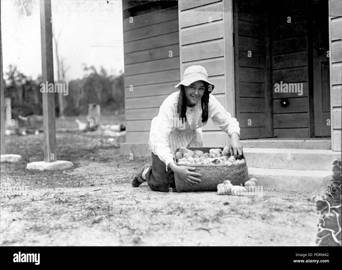 107 Queensland State Archives 2609 The first chickens from the incubator Mt Gravatt Brisbane October 1918 Stock Photo