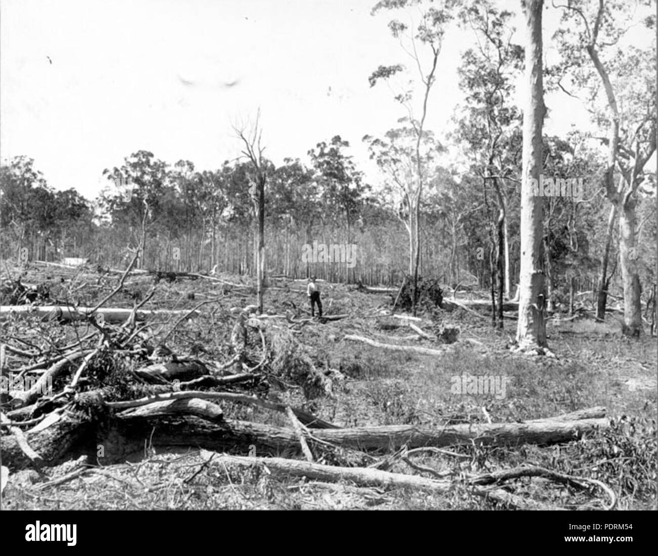Land clearing Black and White Stock Photos & Images Alamy