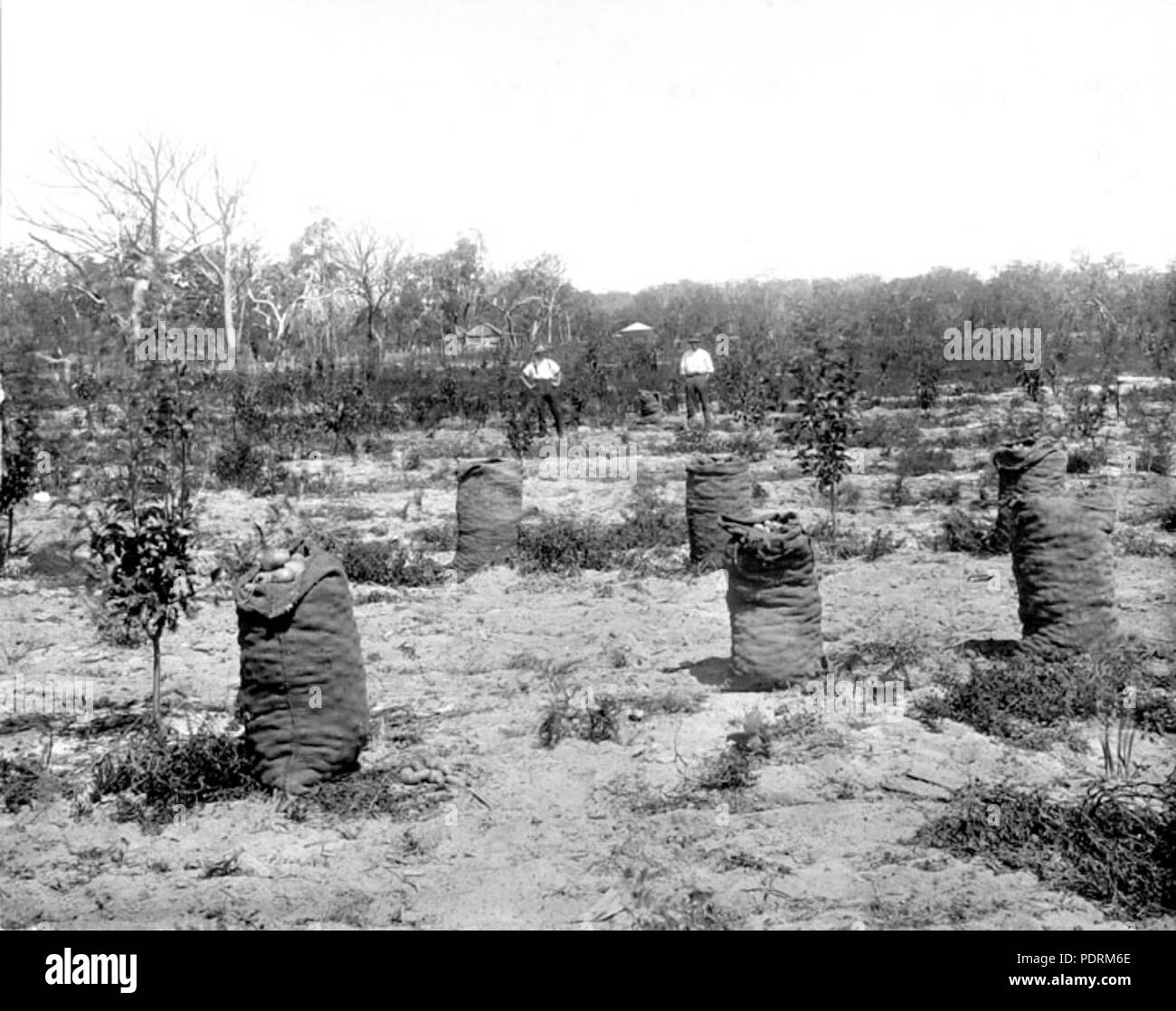 107 Queensland State Archives 2658 A crop of potatoes grown between the rows Pikedale January 1920 Stock Photo