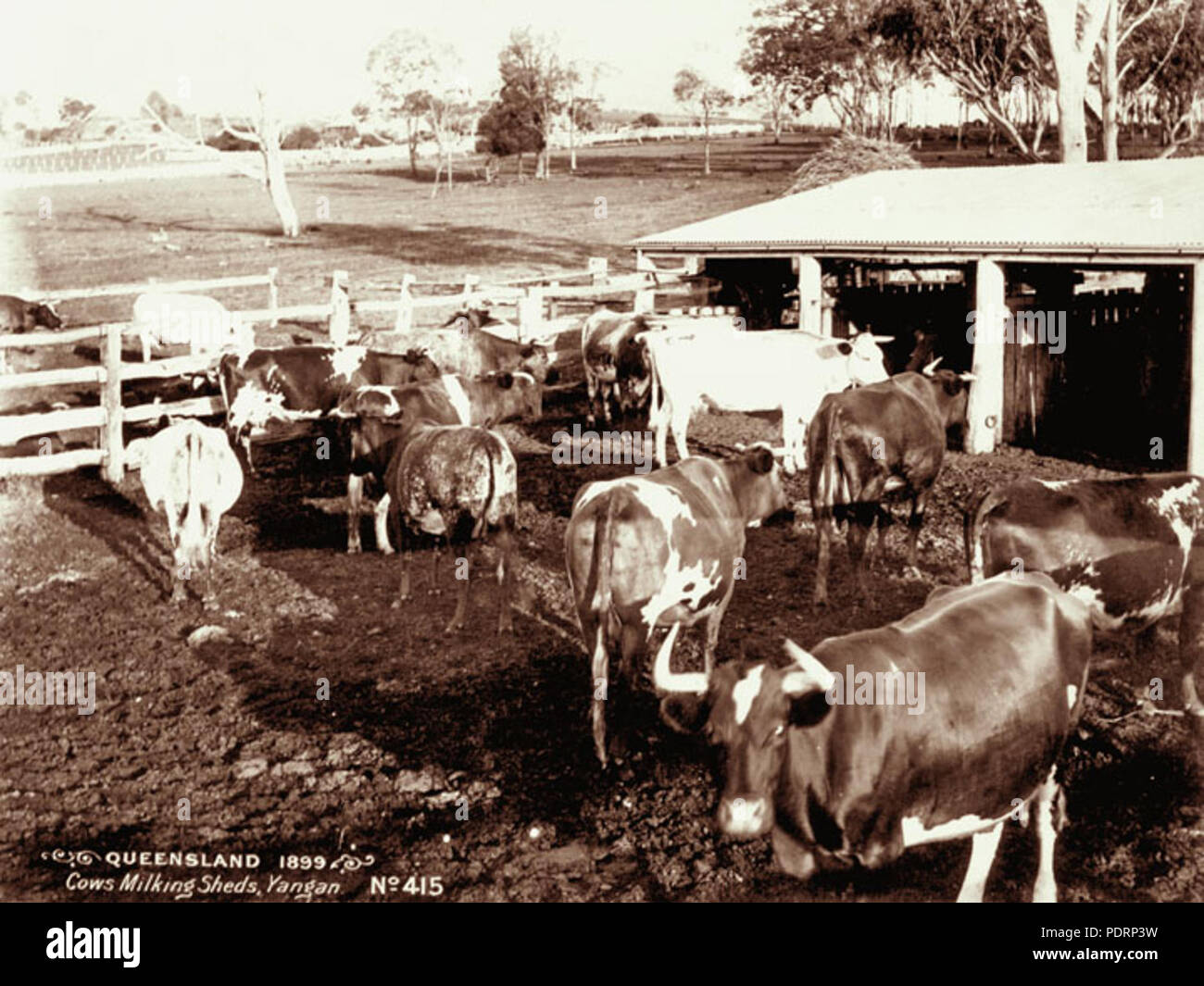 1899 cows hi-res stock photography and images - Alamy
