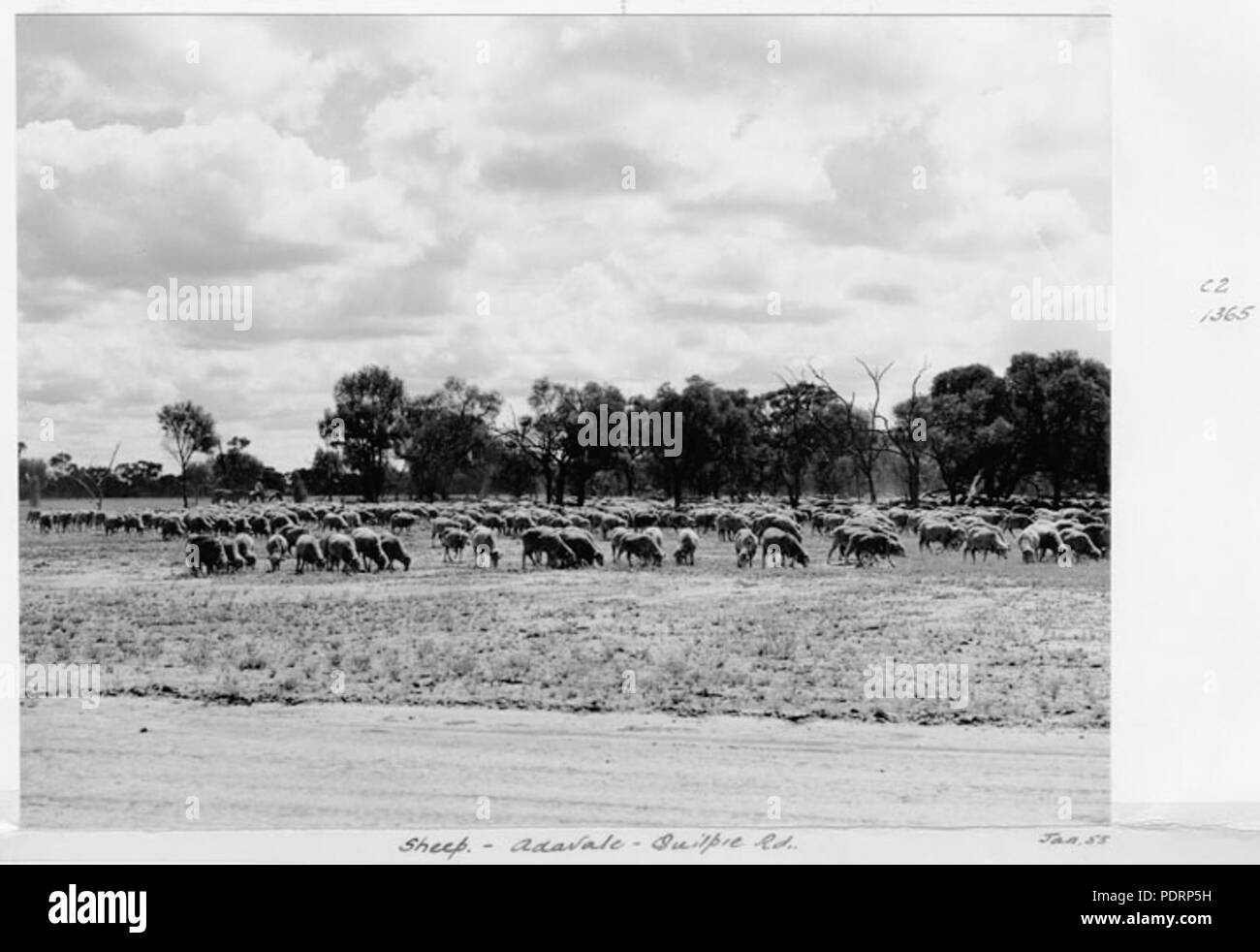 119 Queensland State Archives 5287 Sheep Quilpie Adavale Road Quilpie January 1955 Stock Photo