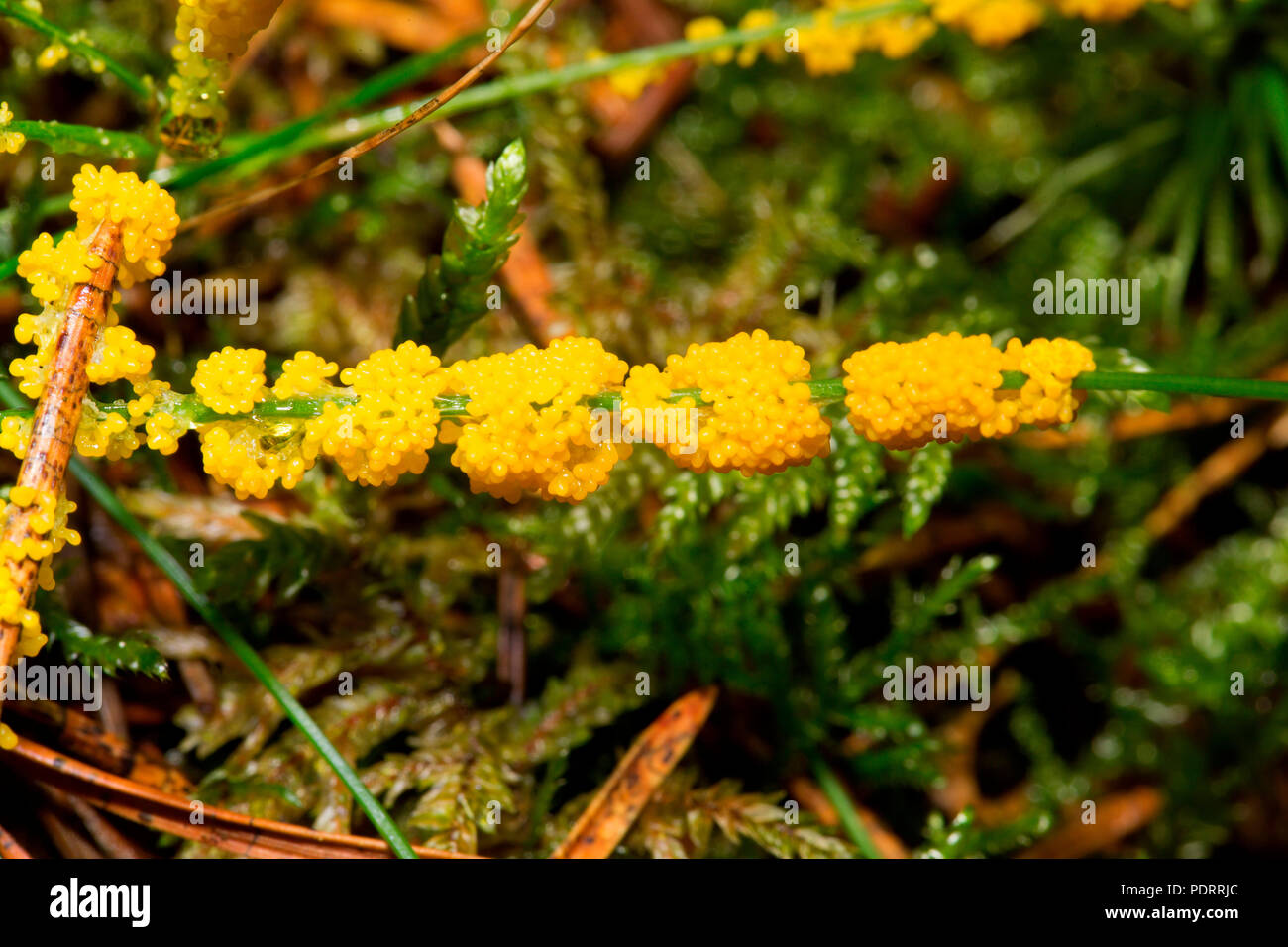 slime mould, Physarum virescens Stock Photo