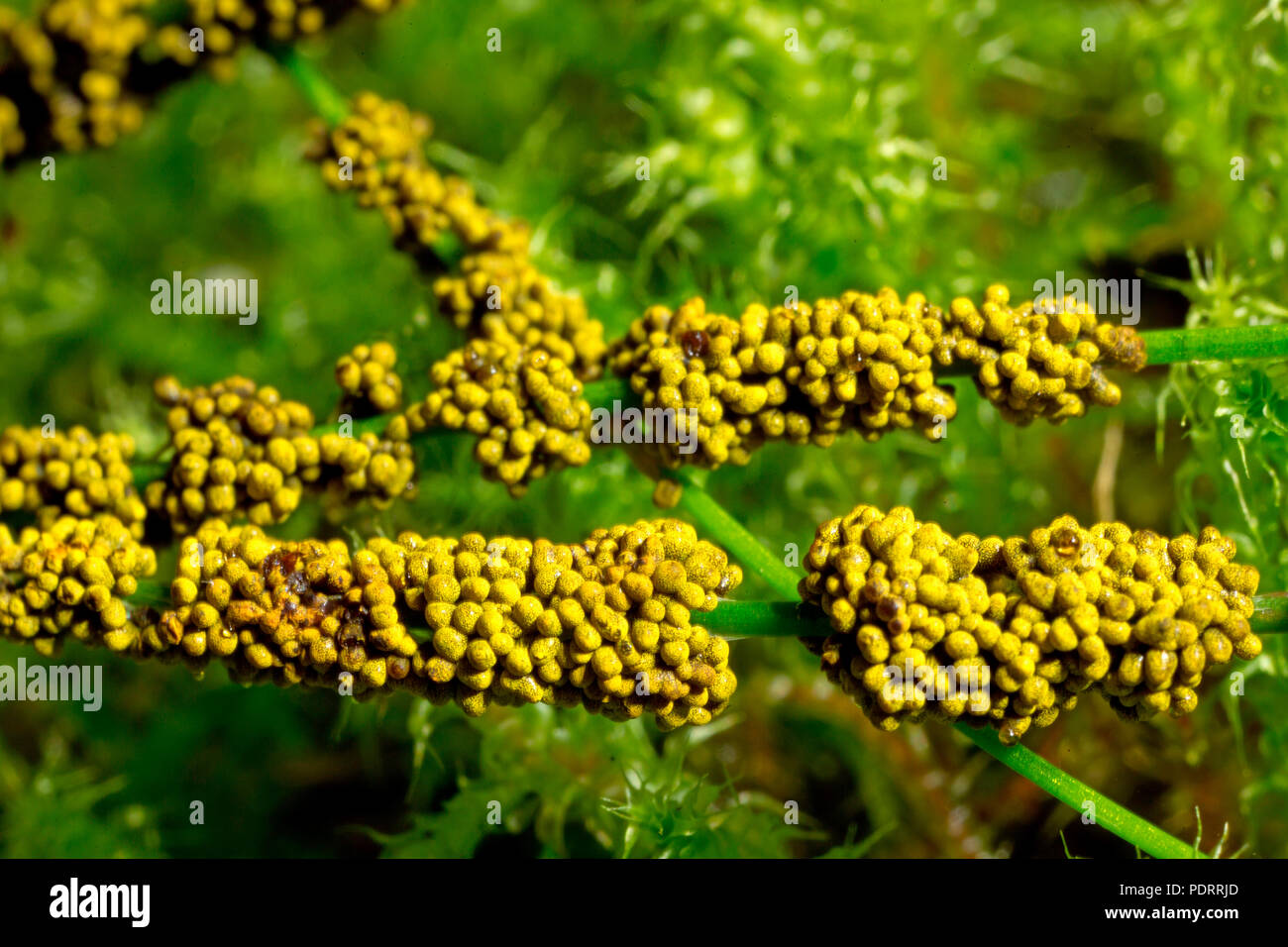 slime mould, Physarum virescens Stock Photo