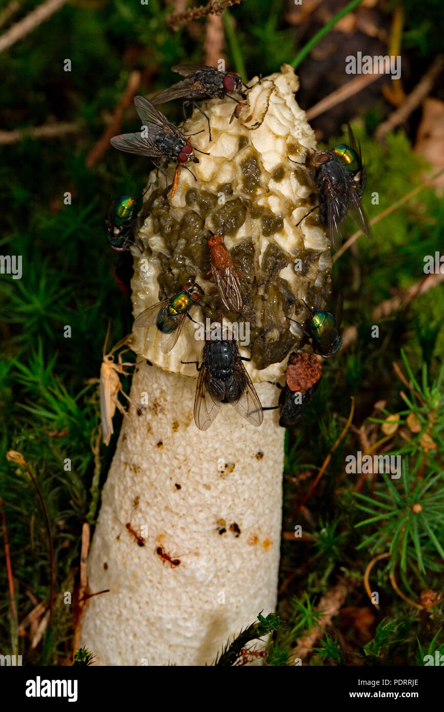 common stinkhorn and flies, Sippenauer Moor, Phallus impudicus Stock Photo