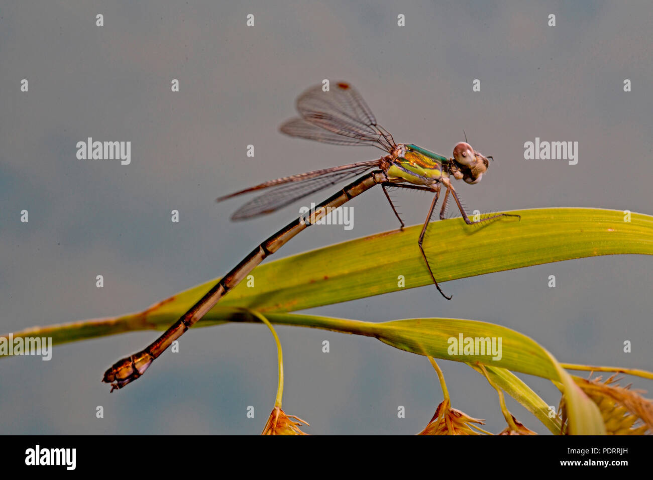 willow emerald damselfly, Chalcolestes viridis Stock Photo