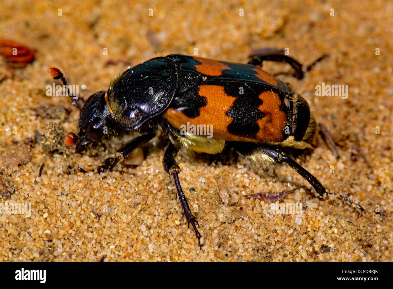 common burying beetle, Nicrophorus vespillo Stock Photo