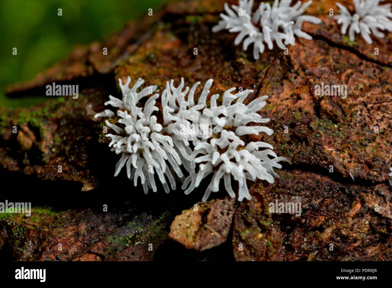 antler-shaped slime fungus, Ceratiomyxa fruticulosa Stock Photo