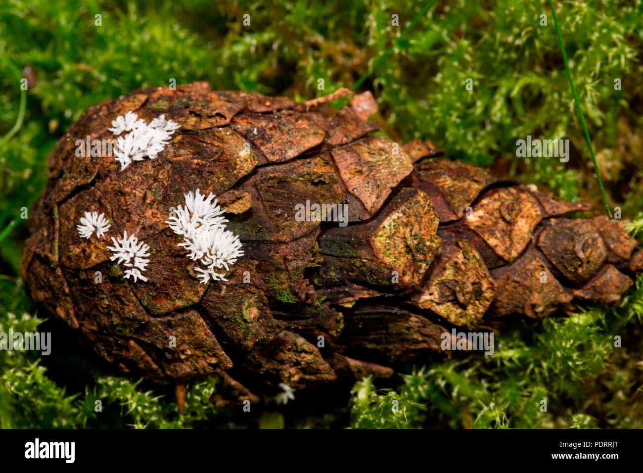 antler-shaped slime fungus, pine cone, Ceratiomyxa fruticulosa Stock Photo