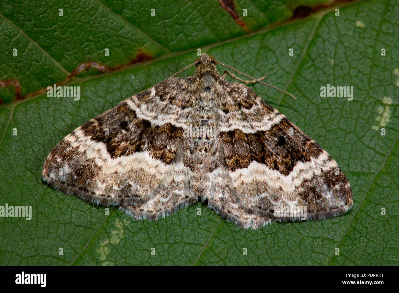 Carpet moth hires stock photography and images Alamy