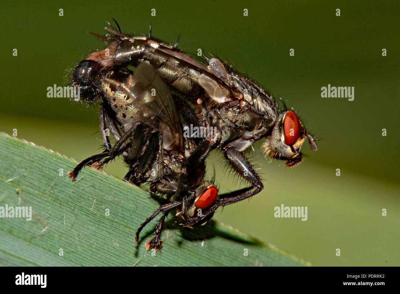 common flesh flies, mating, Sarcophaga carnaria Stock Photo Alamy