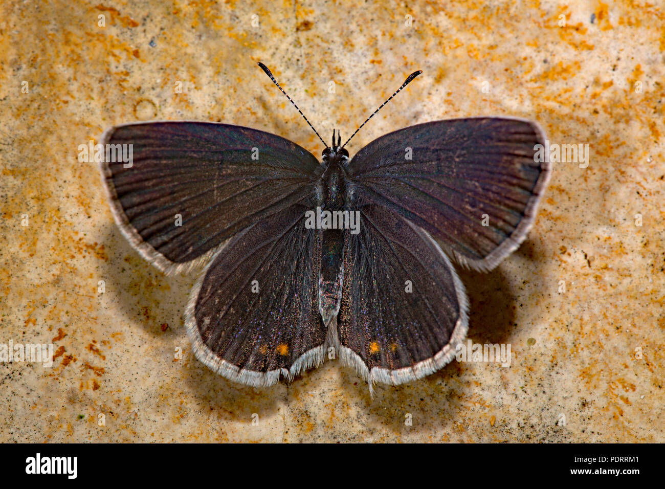 short-tailed blue, trace fossils, Cupido argiades Stock Photo