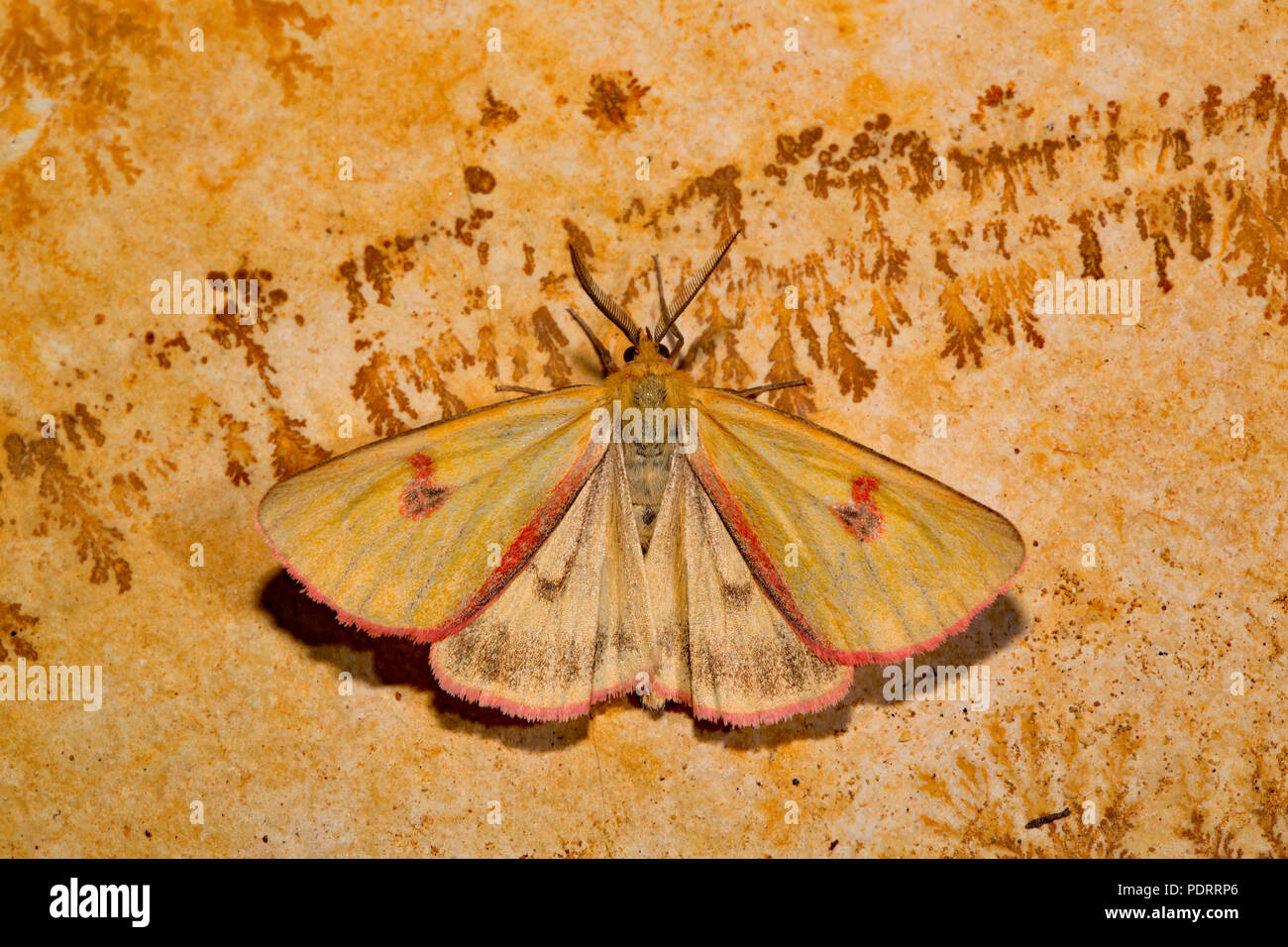 clouded buff moth, trace fossils, Diacrisia sannio Stock Photo