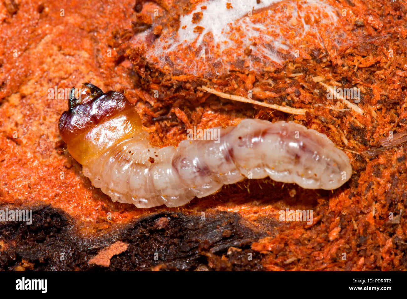 Ribbed Pine Borer, larva, Rhagium inquisitor Stock Photo
