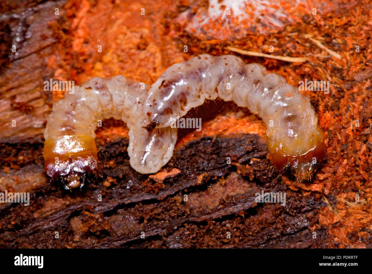 Ribbed Pine Borer, larvae, Rhagium inquisitor Stock Photo