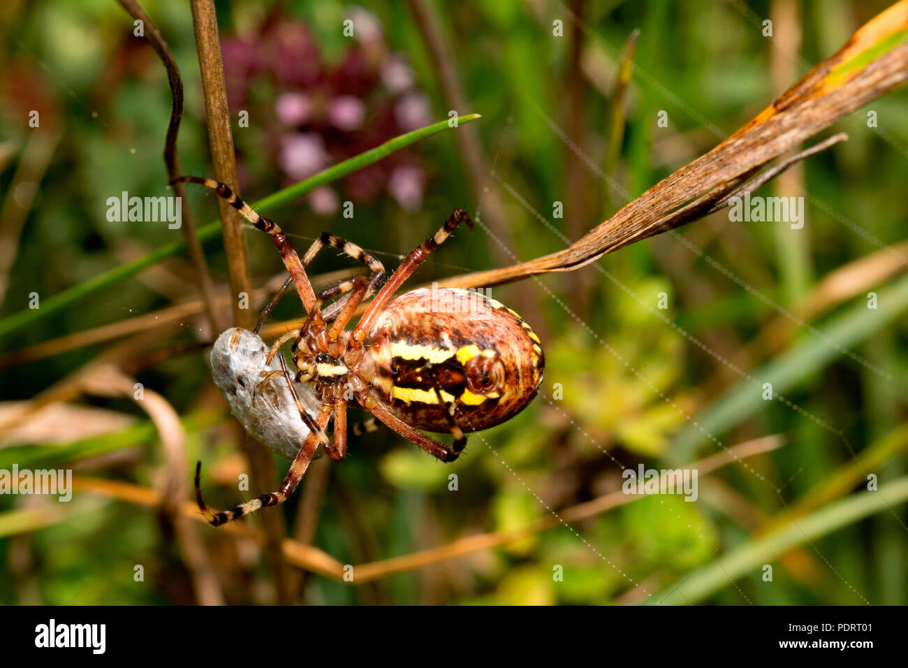 wasp spider, Argiope bruennichi Stock Photo