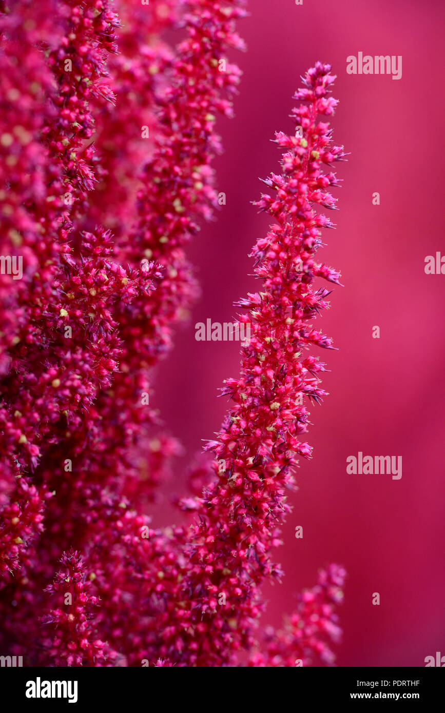 Roter Amaranth, Sorte Roter, aus Erkrath/D, Amaranthus spec. Stock Photo