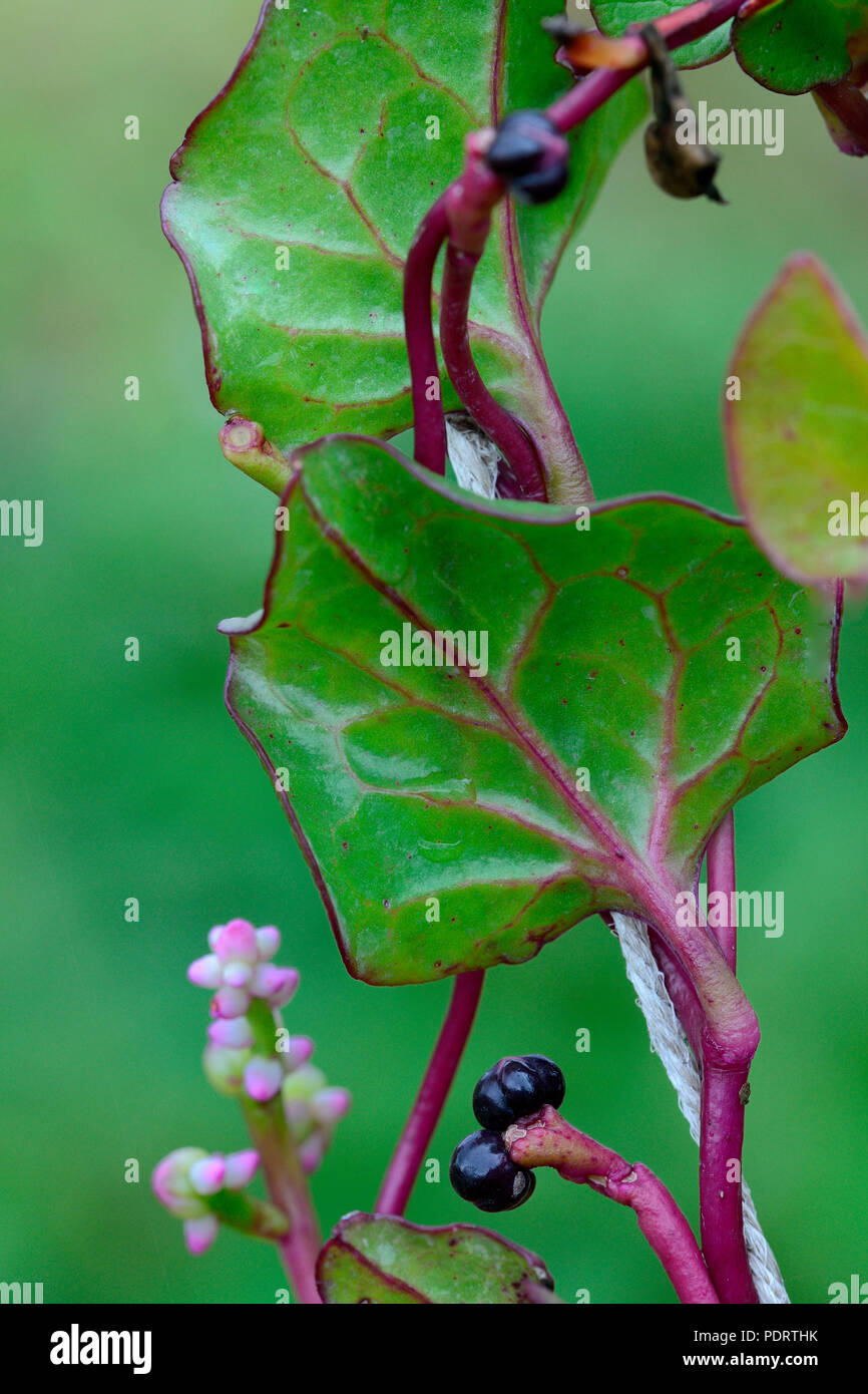 Malabarspinat, Sorte Rubra, Indischer Spinat, Basella alba Stock Photo ...