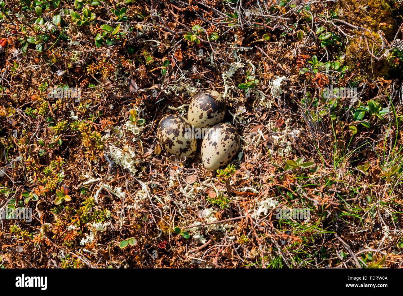 Dotterel, nest with eggs, Charadrius morinellus Stock Photo