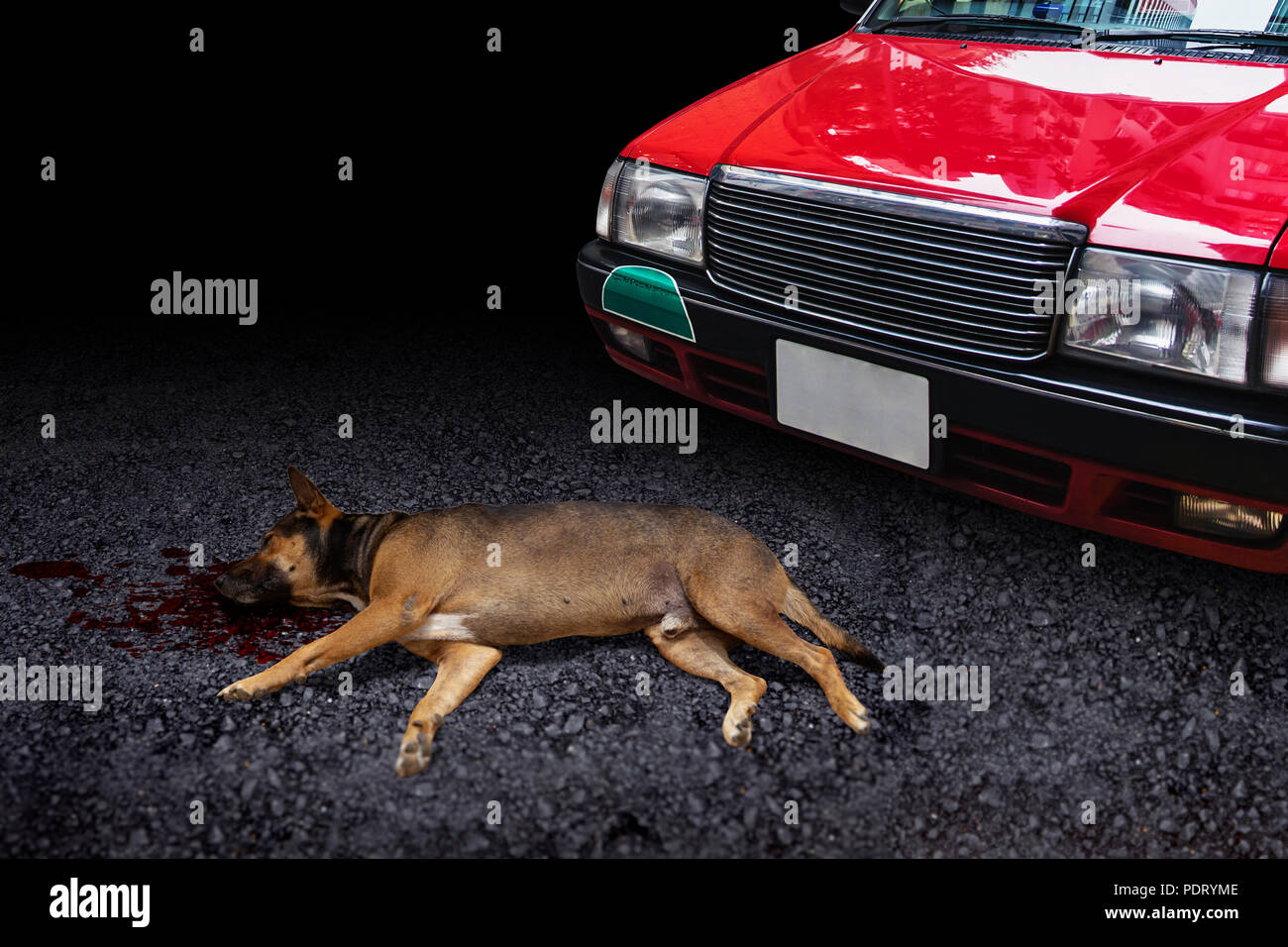 do dogs die in car accidents