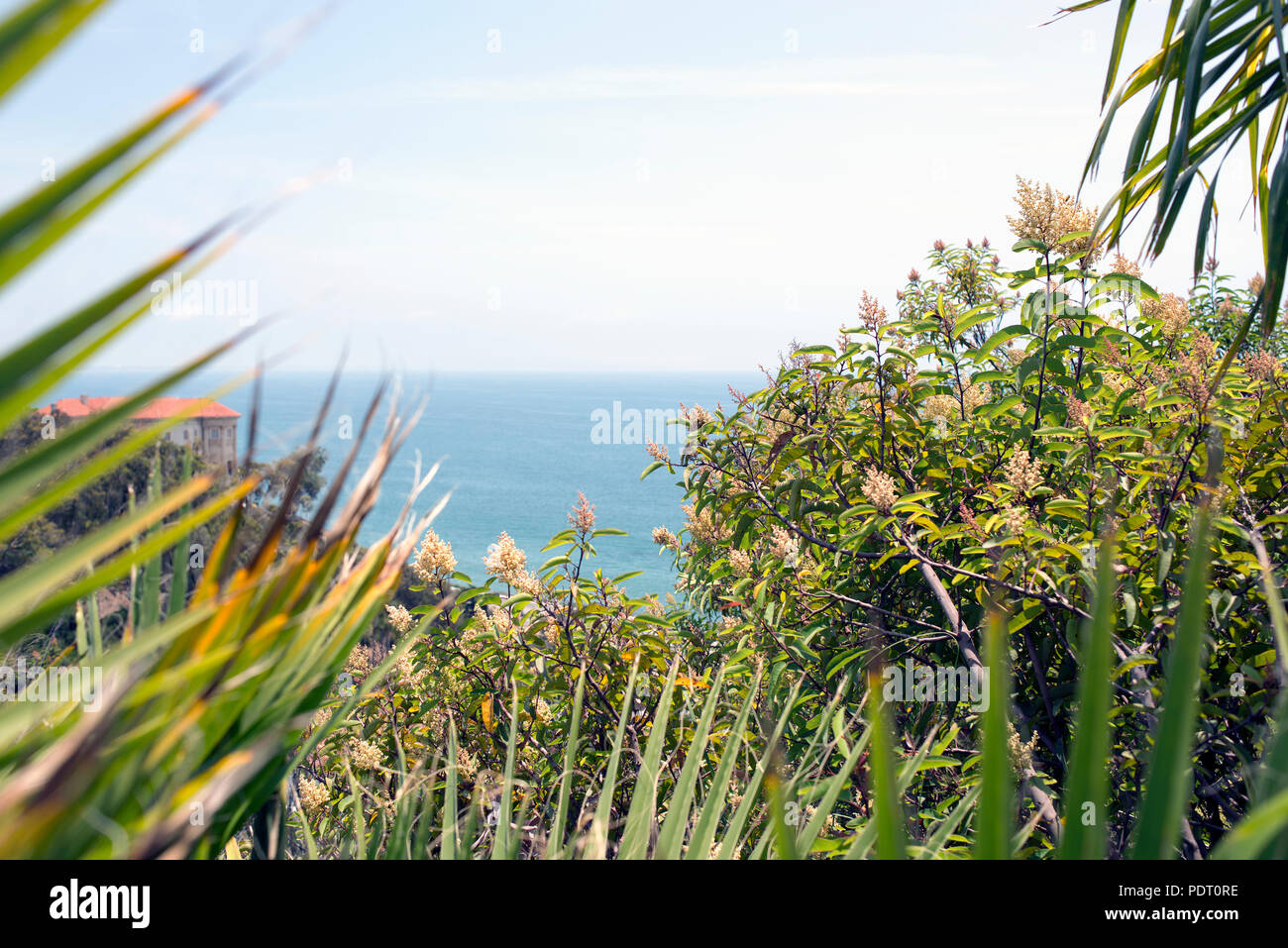 Palm trees in plants in a garden in Malibu, California Stock Photo Alamy