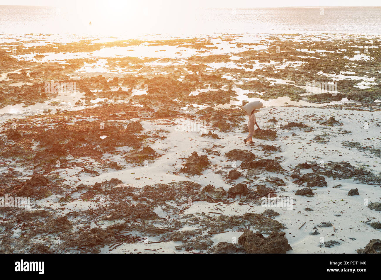 Locals harvest the seaweed at low tide. Golden dawn on Zanzibar island, Tanzania. Stock Photo