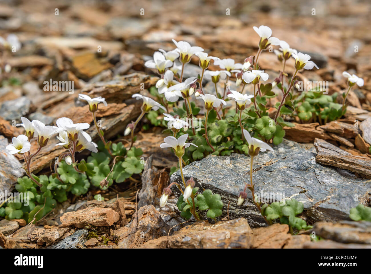 Beautiful delicate white exotic saxifraga flowers (Saxifraga sibirica) growing on stones high in the mountains close up Stock Photo