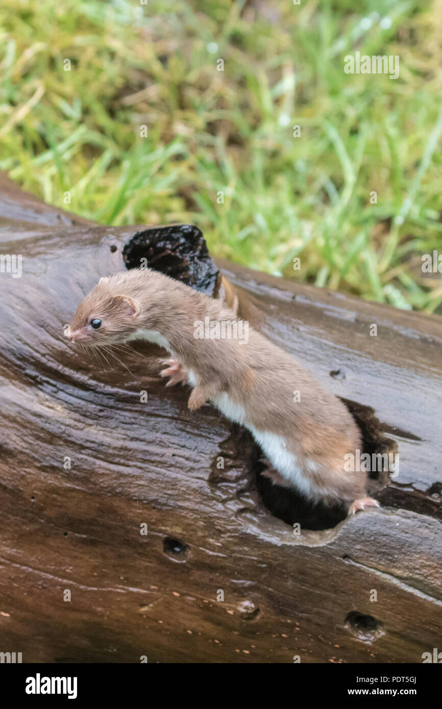 Weasel or Least weasel (mustela nivalis) on a log Stock Photo