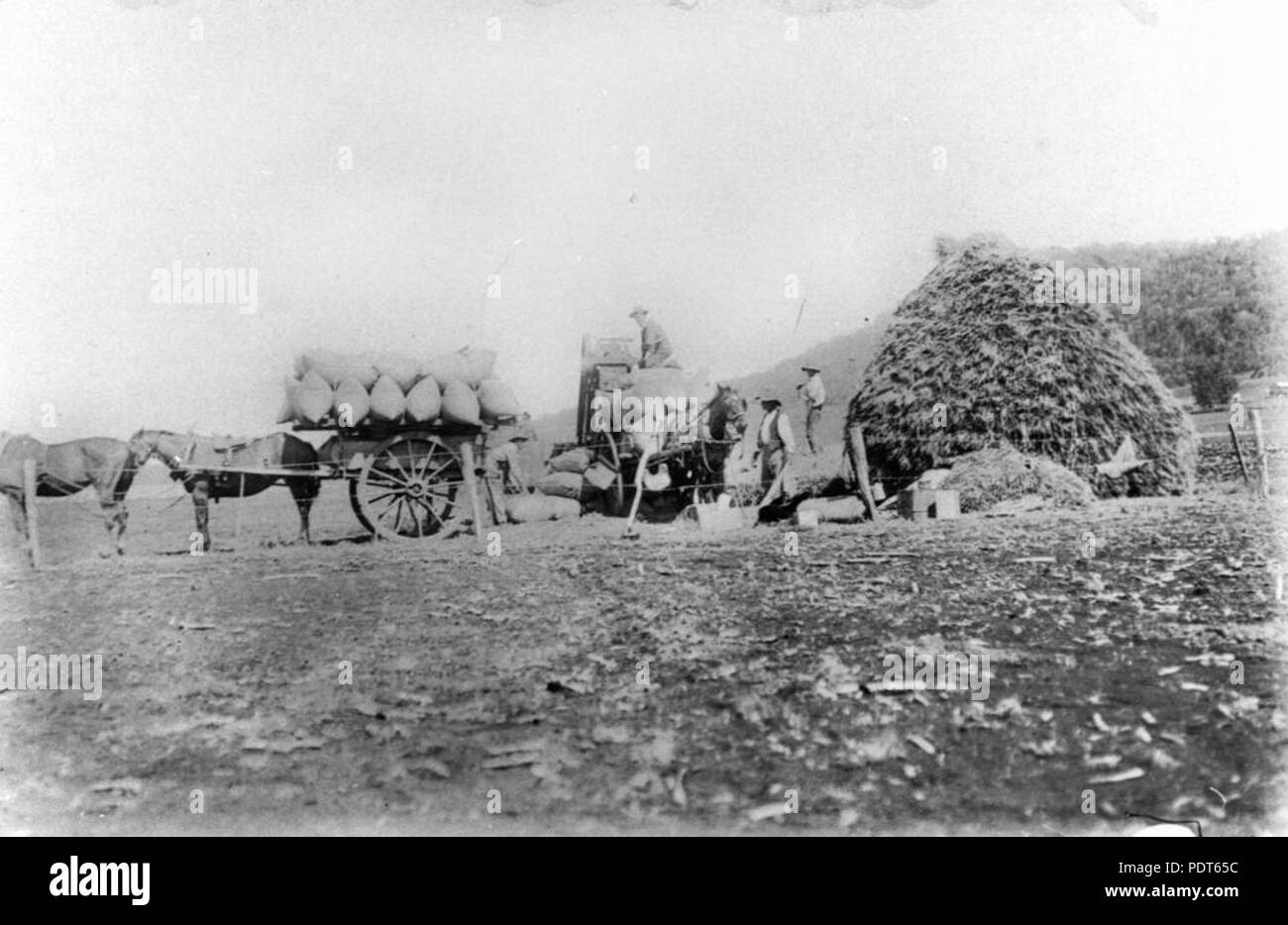 223 StateLibQld 1 140715 Loading bags of wheat on a Queensland farm, ca. 1915 Stock Photo