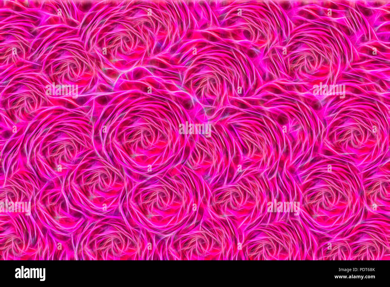 Large pink roses hi-res stock photography and images - Alamy